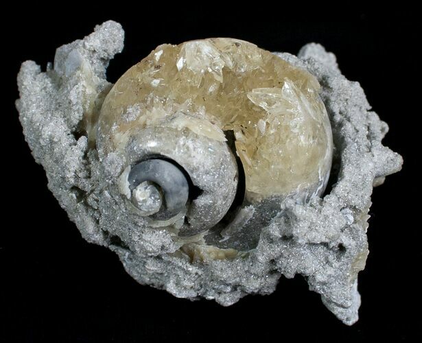 Beautiful Crystal Filled Fossil Whelk - Ruck's Pit #5531